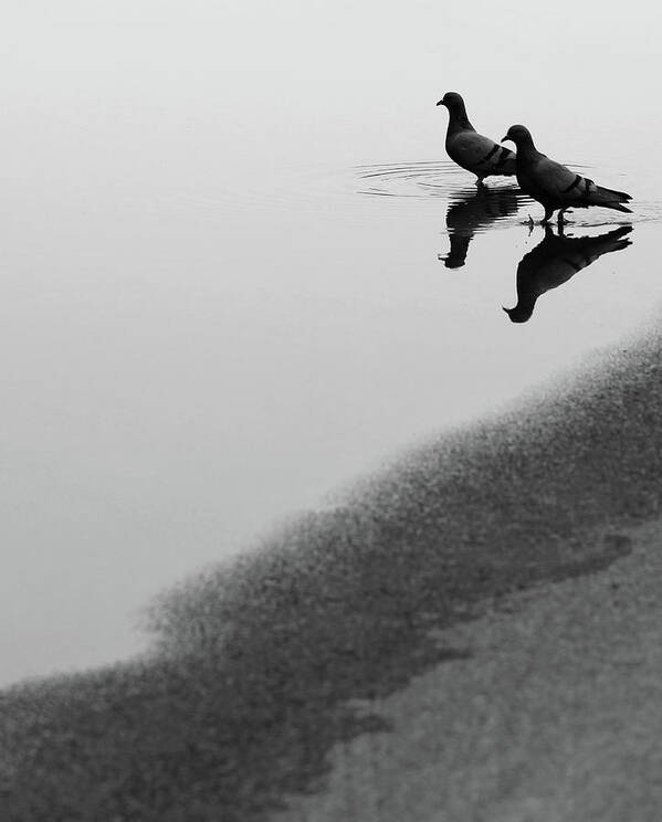 Two Pigeons Poster featuring the photograph Reflection of Two Love Birds in Water by Prakash Ghai