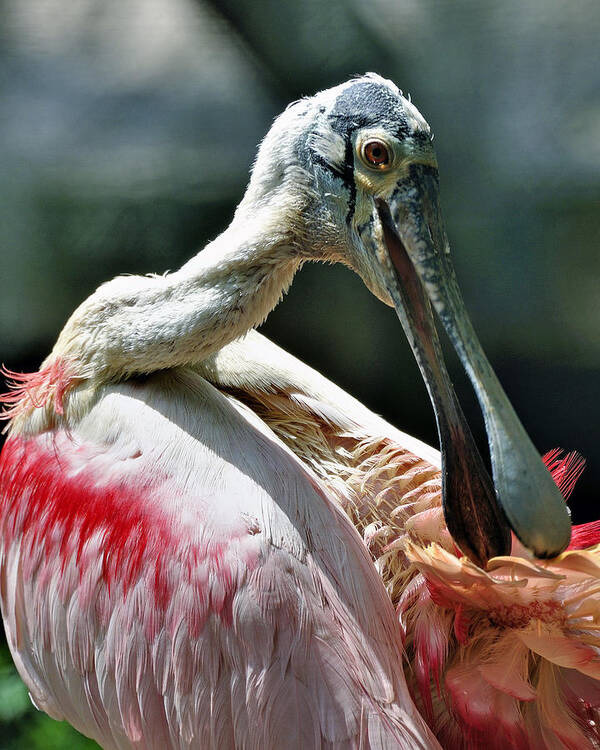 Bird Poster featuring the photograph Roseate Spoonbill by Donna Proctor