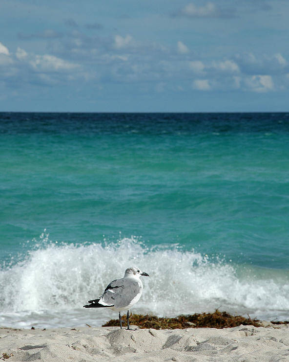 Seagull Poster featuring the photograph Seagull - South Beach Miami by Frank Mari