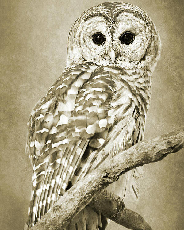 Owl Poster featuring the photograph Sepia Owl by Christina Rollo