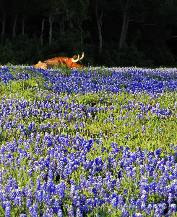 Cow Poster featuring the photograph Sleeping Longhorn in Bluebonnet Field by Ted Keller