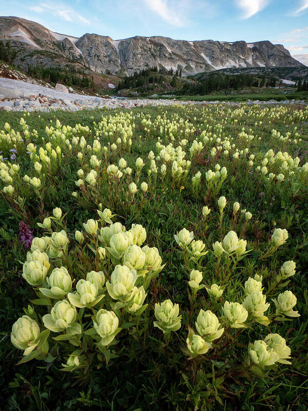 Indian Paintbrush Poster featuring the photograph Snowy Range Paintbrush by Emily Dickey