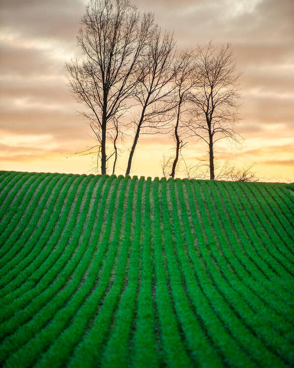 Rural Poster featuring the photograph Spring Corn Rows of the Midwest by Matt Hammerstein