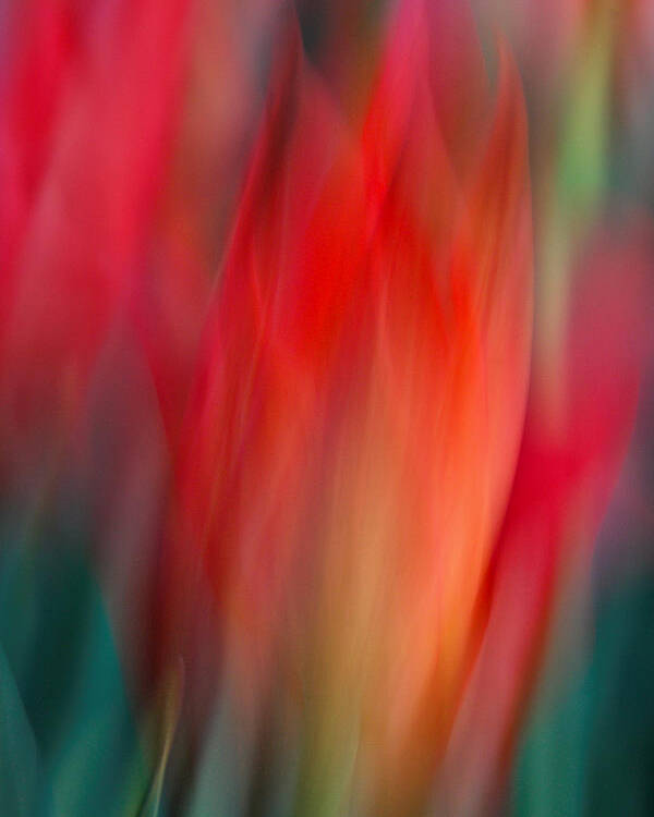 Tulip Poster featuring the photograph Spring Fling by Neil Shapiro