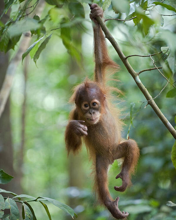 Mp Poster featuring the photograph Sumatran Orangutan Pongo Abelii One by Suzi Eszterhas
