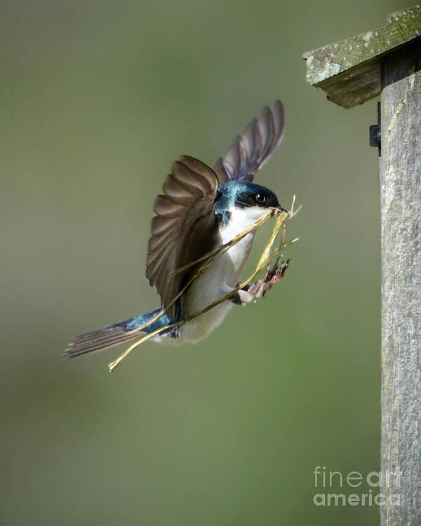 Tree Swallow Poster featuring the photograph The Finishing Touches by Amy Porter