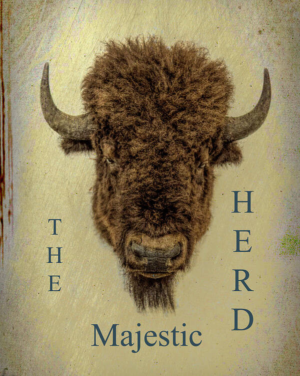  Bison Poster featuring the mixed media The Majestic Herd by M Three Photos