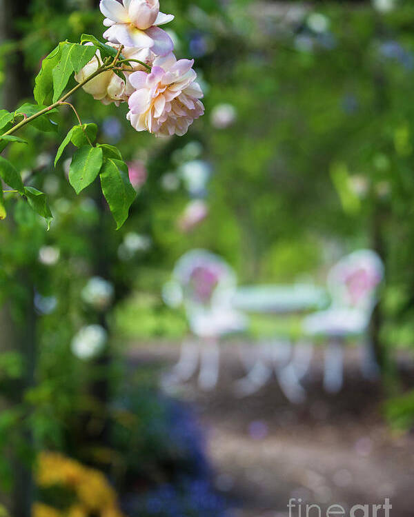 Pink Rose Poster featuring the photograph The pink rose by Sheila Smart Fine Art Photography