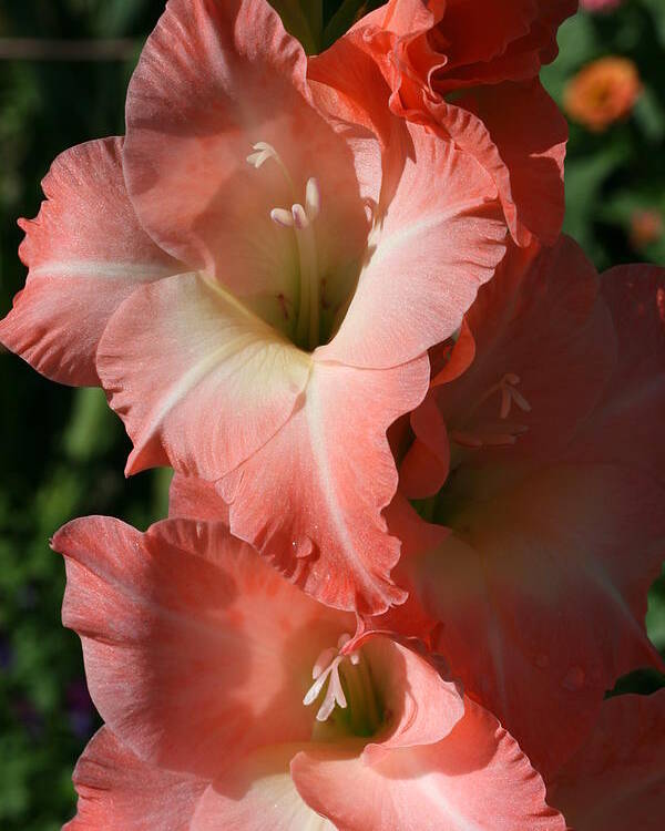Gladiolus Poster featuring the photograph Tiny Ruffles Gladiolus by Tammy Pool