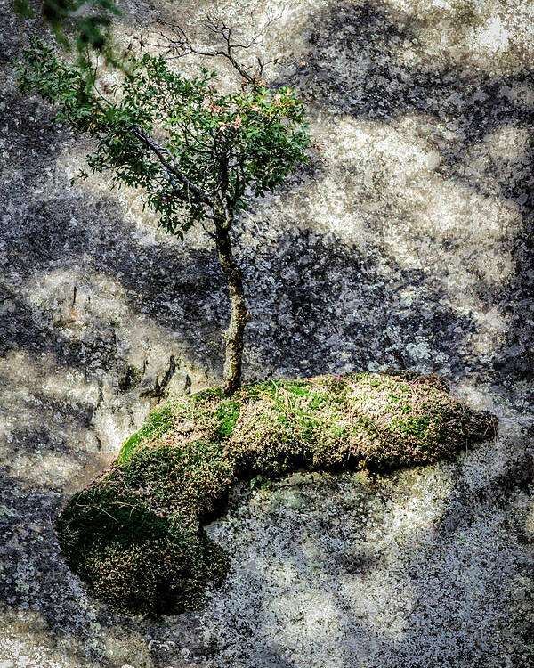 California Poster featuring the photograph Tree on Moss on Rock at Yosemite by Adam Rainoff