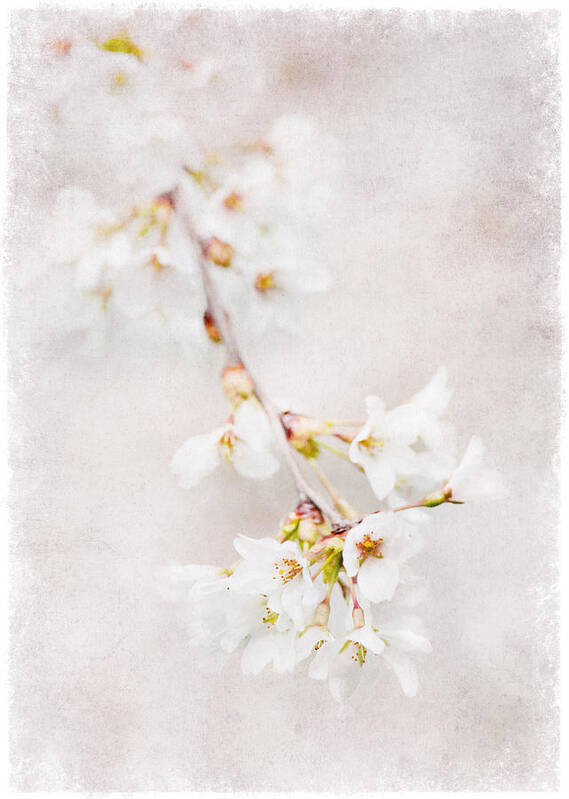 Flowers Poster featuring the photograph Triadelphia Cherry Blossoms by Jill Love