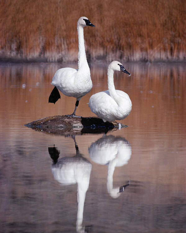 Mp Poster featuring the photograph Trumpeter Swans Yellowstone by Michael Quinton