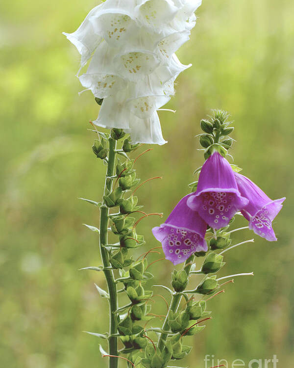 Digitalis Poster featuring the photograph Twin Foxgloves by Baggieoldboy