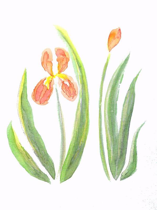 Art Poster featuring the painting Two Iris II watercolor by Delynn Addams