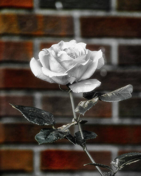 Rose Poster featuring the photograph Urban White Rose by Cate Franklyn