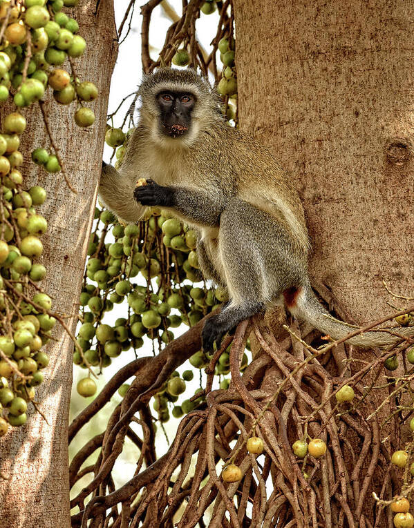 Africa Poster featuring the photograph Vervet Monkey by Mitchell R Grosky