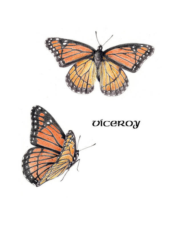 Viceroy Poster featuring the drawing Viceroy Butterfly by Betsy Gray