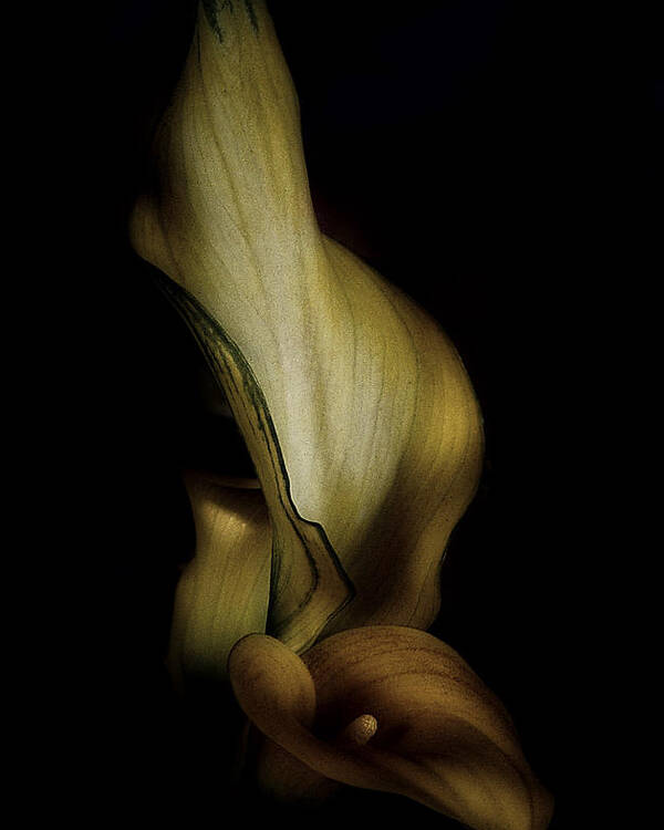 Calla Lily Poster featuring the photograph Vintage Calla Lily by Richard Cummings