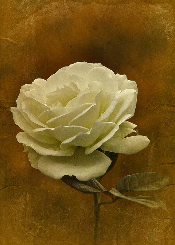White Rose Poster featuring the photograph Vintage November White Rose by Richard Cummings