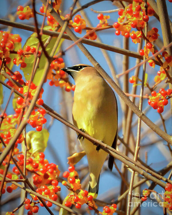 Cedar Waxwing Poster featuring the photograph Waxwing Heaven by Amy Porter