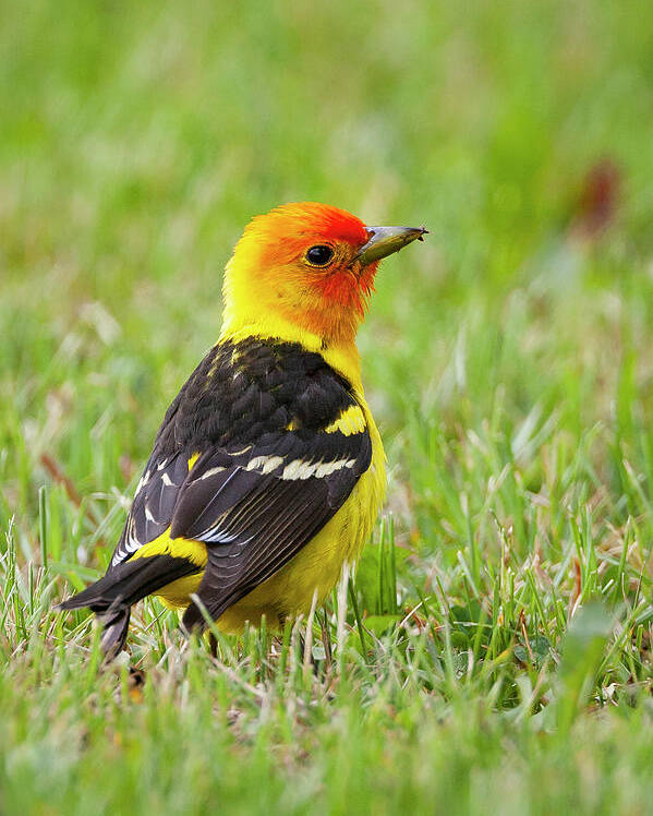Mark Miller Photos Poster featuring the photograph Western Tanager by Mark Miller