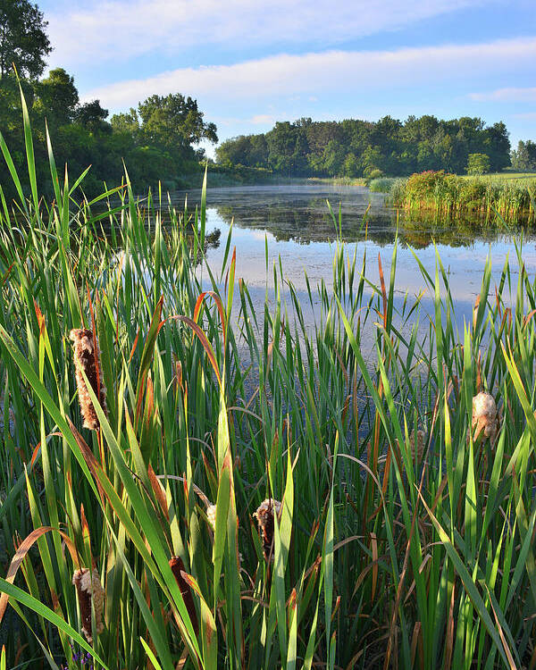 Volo Bog Natural Area Poster featuring the photograph Wetland along Sullivan Lake Road by Ray Mathis