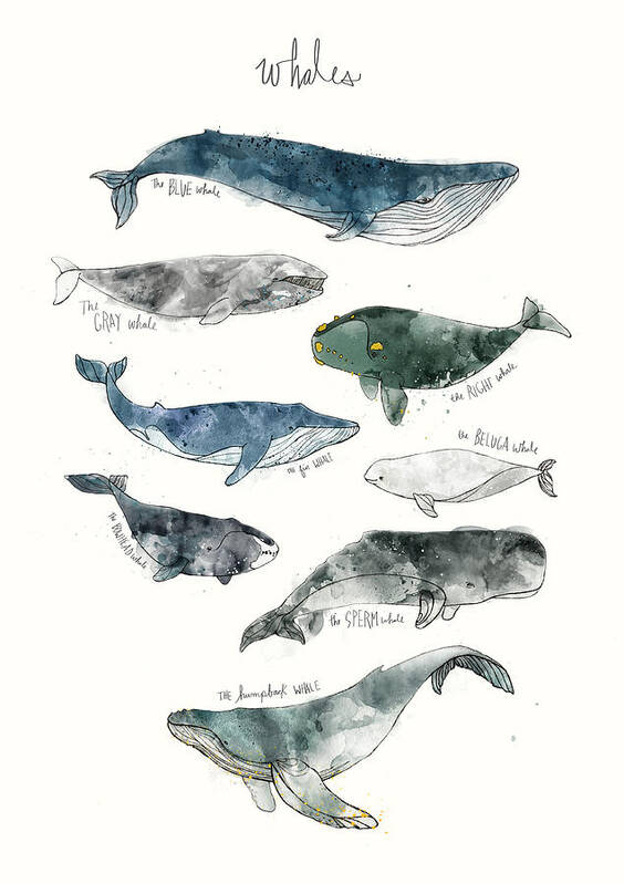 Whales Poster featuring the painting Whales by Amy Hamilton