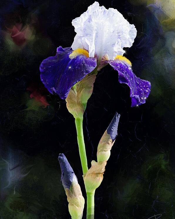 Beautiful Poster featuring the digital art White and Blue iris by Debra Baldwin