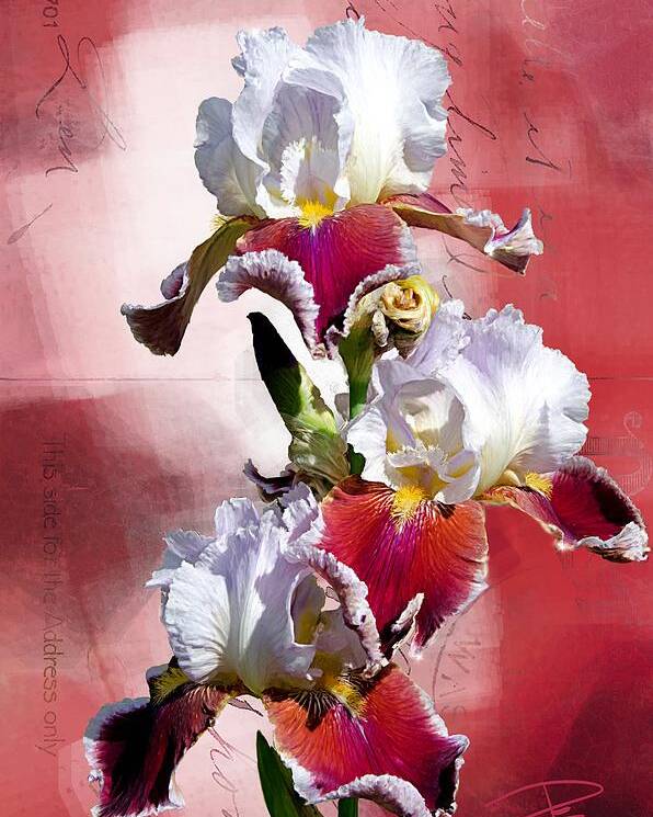 Beautiful Poster featuring the digital art White and Burgundy Irises by Debra Baldwin