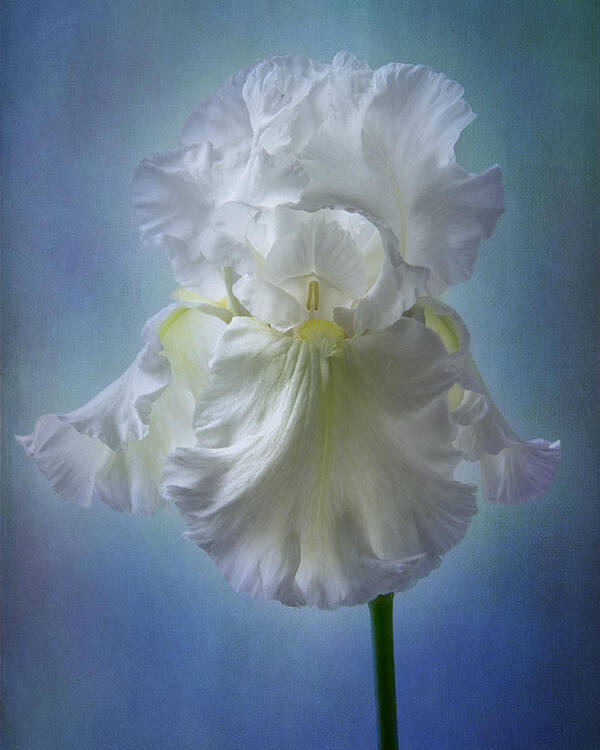 White Iris Poster featuring the photograph White Bianca by Marina Kojukhova