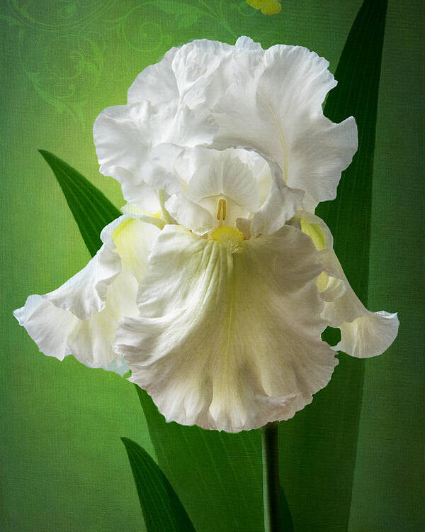White Iris Poster featuring the photograph White Crown by Marina Kojukhova