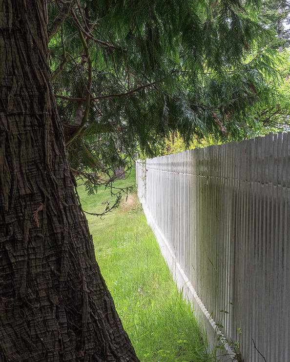 Oregon Coast Poster featuring the photograph White Fence And Tree by Tom Singleton