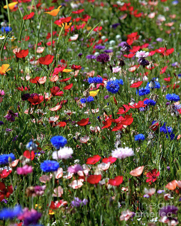 Flowers Poster featuring the photograph Wild Flower Meadow 2 by Baggieoldboy