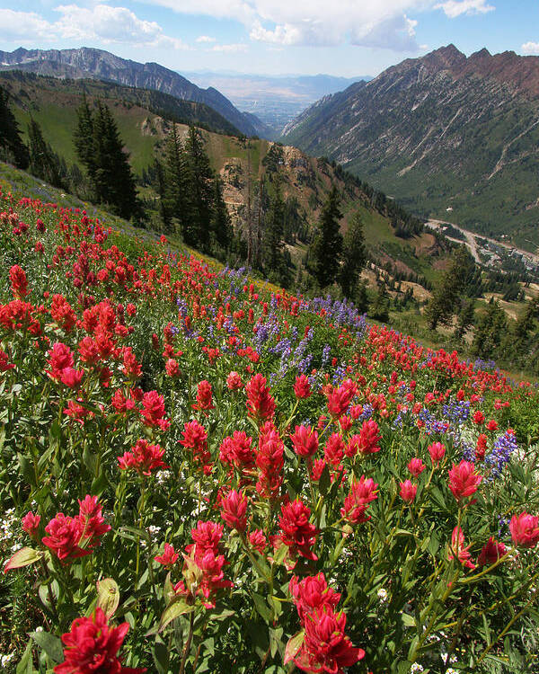 Landscape Poster featuring the photograph Wildflowers and View Down Canyon by Brett Pelletier