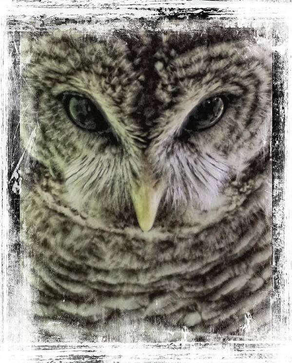 Owl Poster featuring the photograph Winter by Stoney Lawrentz
