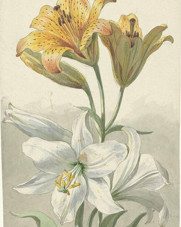 Yellow And White Lilies Poster featuring the painting Yellow and White Lilies by Willem van