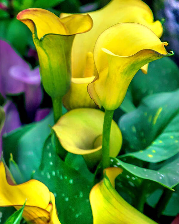 Spring Flowers Poster featuring the photograph Yellow Calla Lilies by Az Jackson