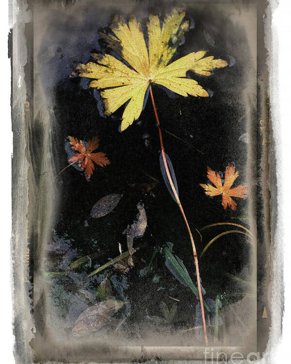 Landscape Poster featuring the photograph Yellow Leaf by Craig J Satterlee