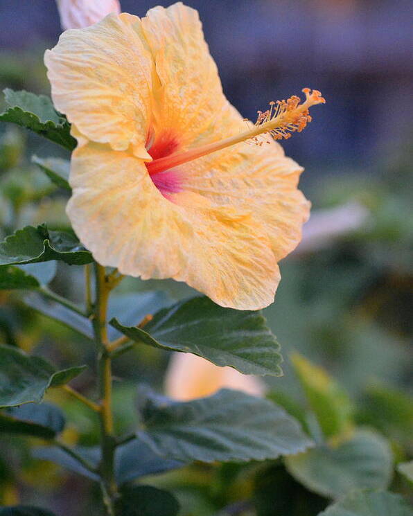 Flower Poster featuring the photograph Yellow Red Hibiscus Profile by Amy Fose