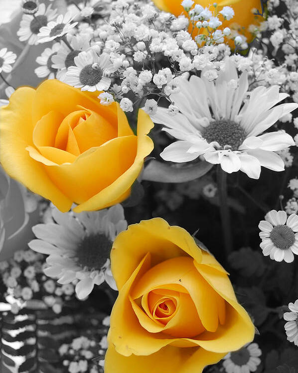 Rose Poster featuring the photograph Yellow Roses by Amy Fose