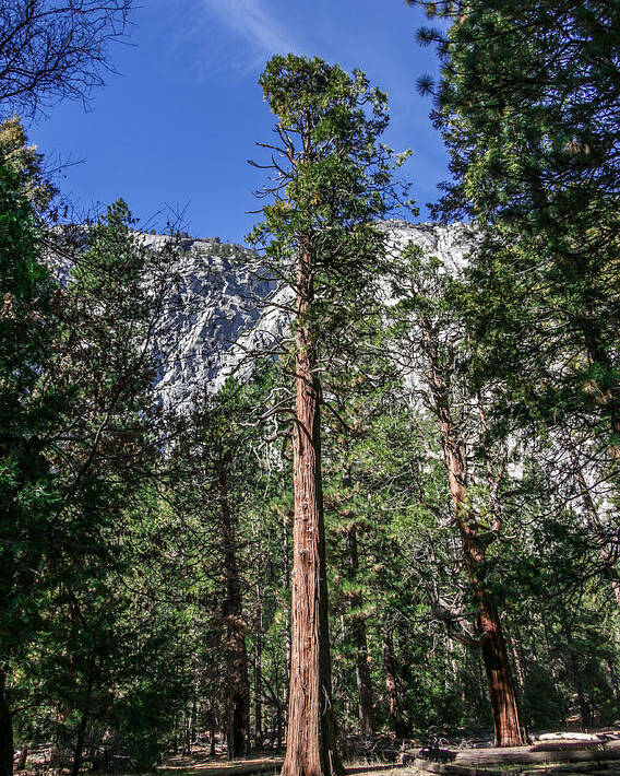 California Poster featuring the photograph Yosemite Pine Tree by Adam Rainoff