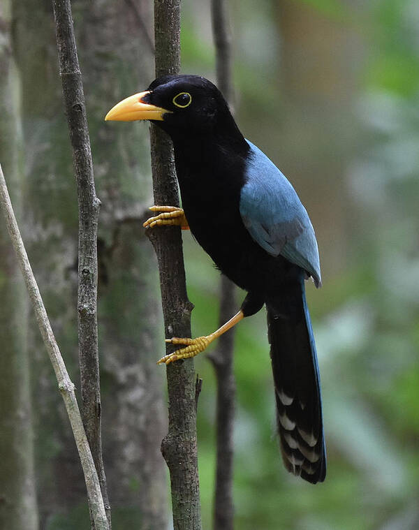 Jay Poster featuring the photograph Yucatan Jay by Ben Foster