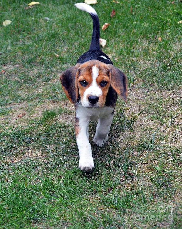 Beagle Puppy Poster featuring the photograph Hermine The Beagle by Thomas Schroeder