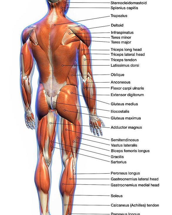 Labeled Anatomy Chart Of Full Body Male Poster By Hank Grebe