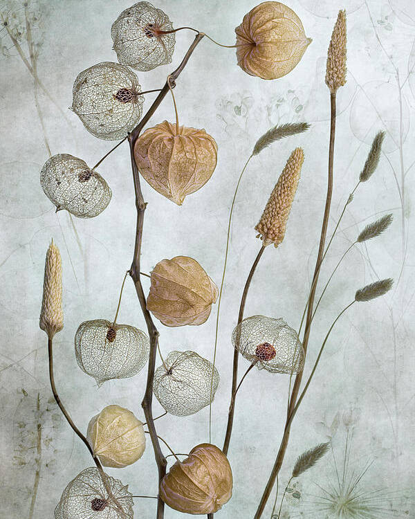 Still Poster featuring the photograph Lanterns* by Mandy Disher