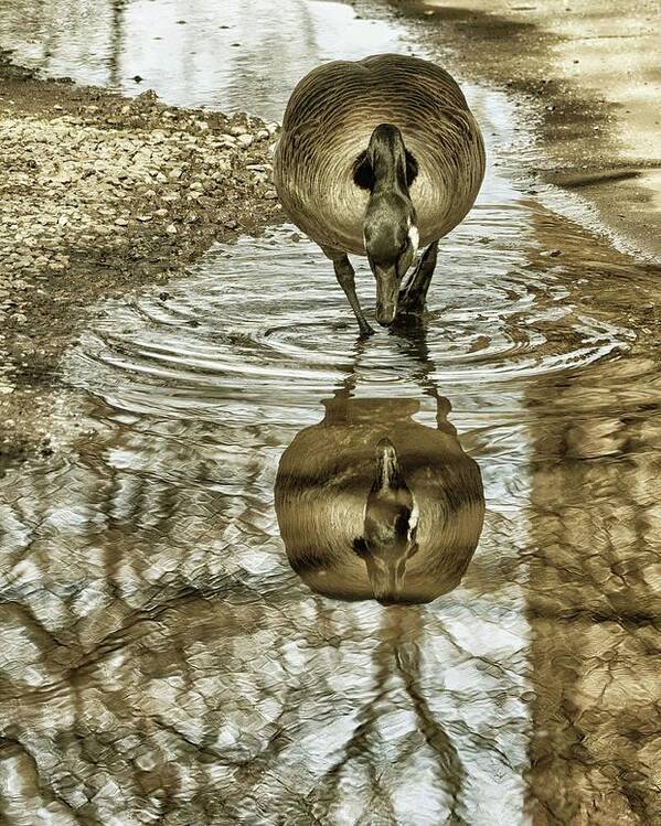 Geese Poster featuring the photograph Mirror Mirror by Cate Franklyn