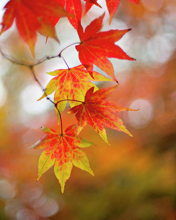 Japanese Maple Leaves Poster By Jacky Parker Photography