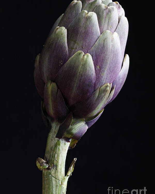 Salad Poster featuring the photograph Artichoke Classic Still Life by Tommaso Lizzul