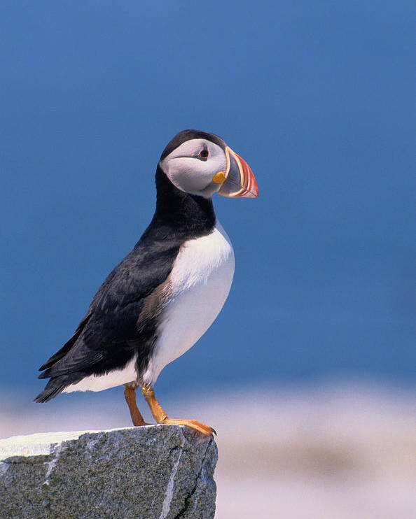 Puffin NEW Animal Wildlife POSTER 
