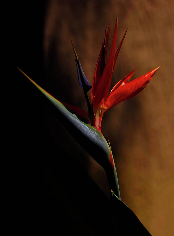 Bird Of Paradise Poster featuring the photograph Bird Of Paradise by Kandy Hurley